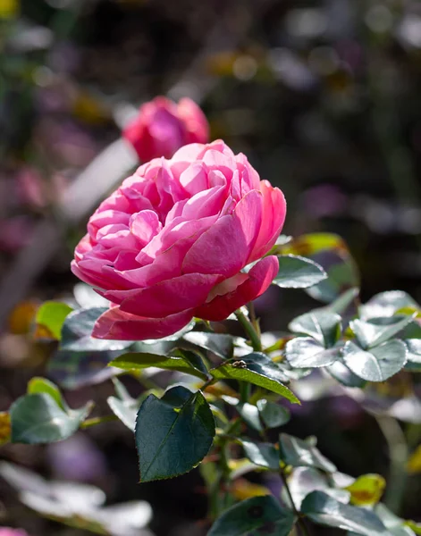 Grandi Rose Rosa Calde Giardino Primo Piano Messa Fuoco Selettiva — Foto Stock