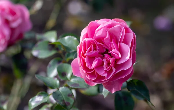 Große Rosa Rosen Garten Nahaufnahme Selektiver Fokus Floraler Hintergrund Mit — Stockfoto