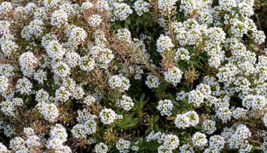 Iberis 'in beyaz çiçeklerinin arka planı, Evergreen Şekerleme .