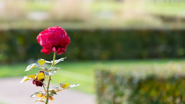 Leuchtend Rote Rosen Grünem Laub Einem Park Nahaufnahme — Stockfoto