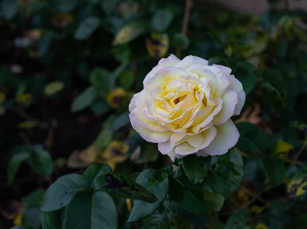 Nahaufnahme Einer Rosa Und Gelben Rose Einem Park Selektiver Fokus — Stockfoto