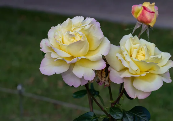 Nahaufnahme Einer Rosa Und Gelben Rose Einem Park Selektiver Fokus — Stockfoto