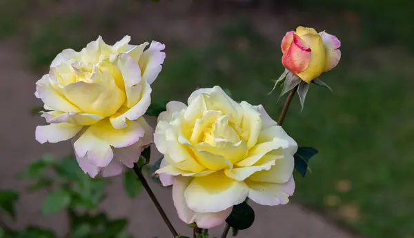 Nahaufnahme Einer Rosa Und Gelben Rose Einem Park Selektiver Fokus — Stockfoto