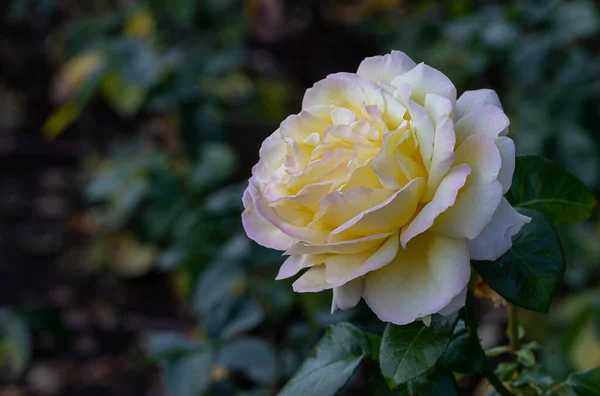 Close Pink Yellow Rose Park Selective Focus Blurred Green Leaves — Stock Photo, Image