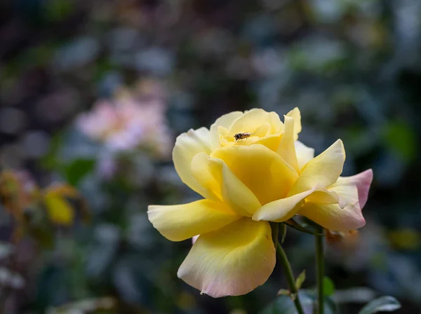 一只粉色和黄色的玫瑰在公园里的特写 选择性地聚焦 背景上模糊的绿叶 — 图库照片