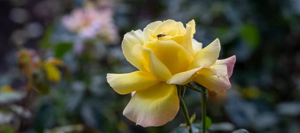 Close Pink Yellow Rose Park Selective Focus Blurred Green Leaves — Stock Photo, Image