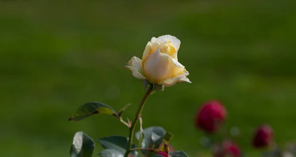 Close Pale Yellow Rose Park Selective Focus Blurred Green Leaves — Stock Photo, Image