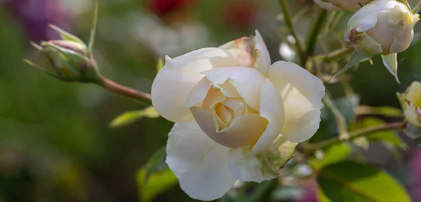 Крупним Планом Блідо Жовта Троянда Парку Вибірковий Фокус Розмите Зелене — стокове фото
