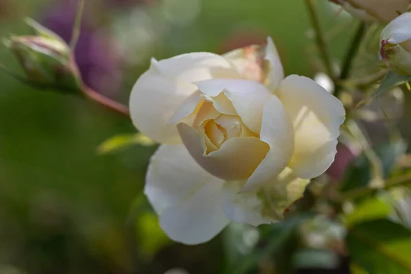 Крупним Планом Блідо Жовта Троянда Парку Вибірковий Фокус Розмите Зелене — стокове фото