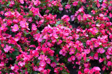 Bahçedeki begonyalardaki parlak pembe çiçeklerin çiçek arkaplanı. Seçici odaklanma. Sonbaharda bahçıvanlık ve peyzaj