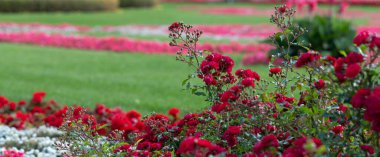 Bahçede sıcak kırmızı güller, yakın plan, seçici odaklanma. Tebrik etmek için kopya alanı olan çiçek arkaplanı