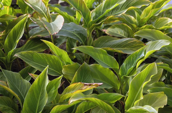 Natural Background Leaves Light Green Color Full Frame Shot Plants — Stock Photo, Image