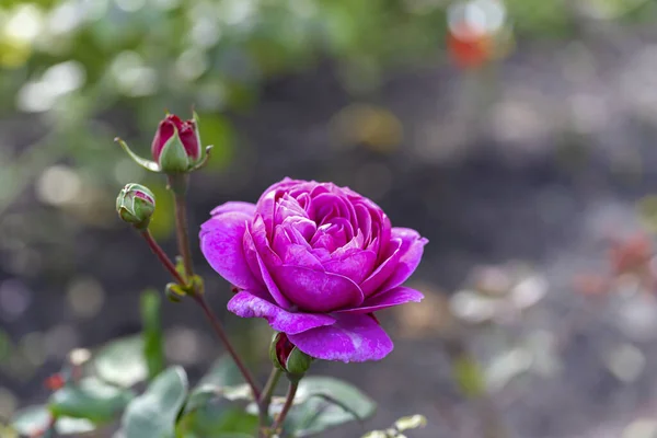 Grandi Rose Rosa Calde Giardino Primo Piano Messa Fuoco Selettiva — Foto Stock