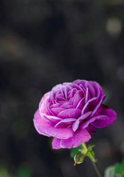 Große Rosa Rosen Garten Nahaufnahme Selektiver Fokus Floraler Hintergrund Mit — Stockfoto