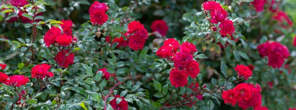 Forró Vörös Rózsák Kertben Közelkép Szelektív Fókusz Virágos Háttér Másolási — Stock Fotó