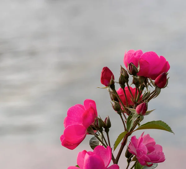 Heiße Rosa Rosen Garten Nahaufnahme Selektiver Fokus Floraler Hintergrund Mit — Stockfoto