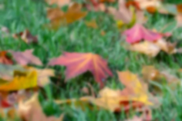 Żółty Klon Jesień Liście Zielonym Trawniku Niewyraźne Tło — Zdjęcie stockowe