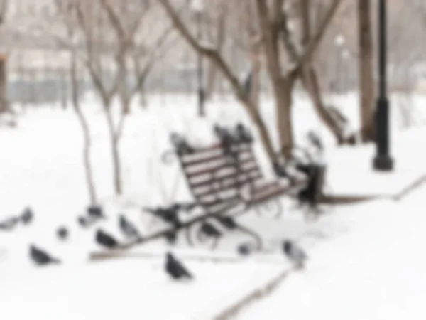 Photographie Déconcentrée Les Pigeons Assoient Dans Neige Hiver Neige Fond — Photo