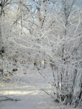 Odaklanamayan fotoğrafçılık. Kış ormanlarının bulanık arkaplanı, karla kaplı ağaçlar, kopyalama alanı