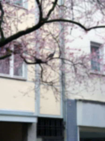 Diszkrét Fotózás Cseresznyevirág Egy Utcában Bonn Sunnyban Tavasszal Németországba Homályos — Stock Fotó