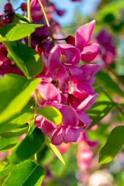 Akasya kırmızısı. Yakın çekim. Makro fotoğraf.
