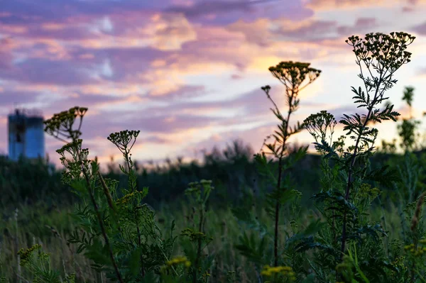 Flowering Grass Sunset Landscape — Stock Photo, Image