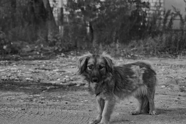 悲しい犬モノクロ写真 — ストック写真