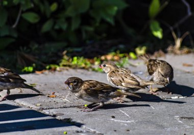 Gençler getarticle ile sırların bir sürüsü.