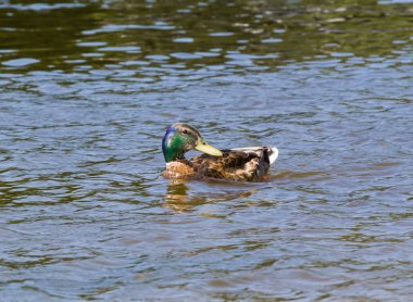 Yaban ördeği yaz mevsiminde zer'de yüzer.