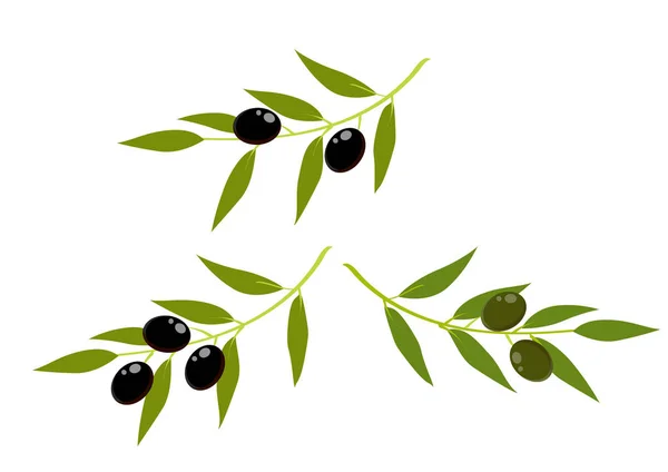 Ramitas Aceitunas Sobre Fondo Blanco — Vector de stock