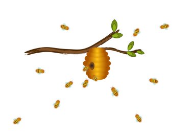 bir dal ve beyaz arka plan üzerinde bir arı kovanı