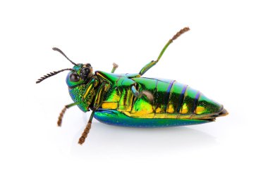 beyaz zemin üzerine Metalik ahşap sıkıcı böceği