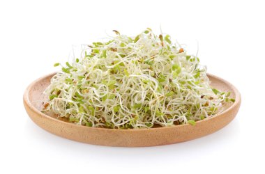 Yonca filiz beyaz arka plan üzerinde ahşap plaka