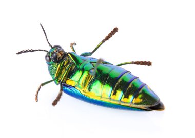 beyaz zemin üzerine Metalik ahşap sıkıcı böceği