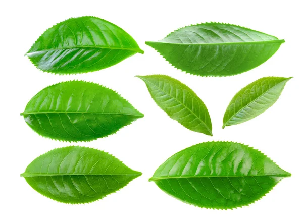 Beyaz arkaplanda yeşil çay yaprağı izole
