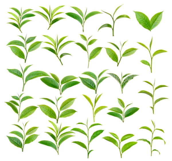Liść Herbaty Białym Tle — Zdjęcie stockowe
