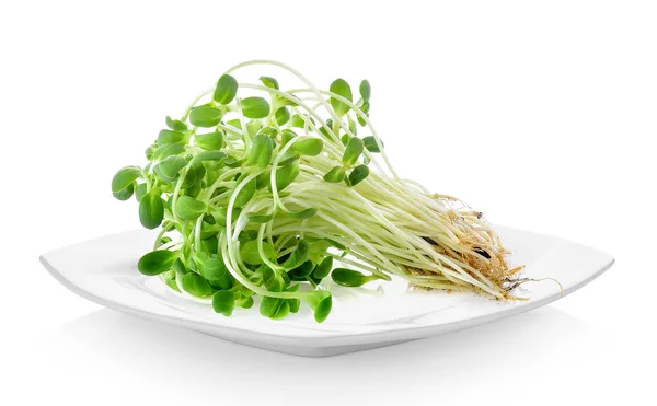 Young Sunflower Sprouts White Plate White Background — Stock Photo, Image