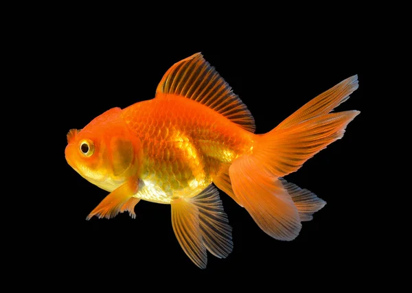 Gold Fish Black — Stock Photo, Image