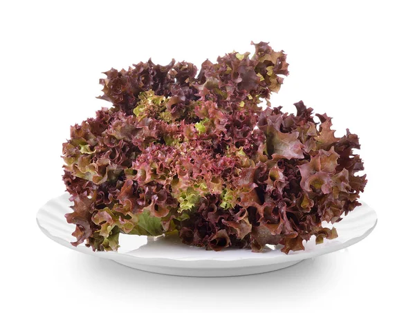 Fresh Red Lettuce Plate White Background — Stock Photo, Image