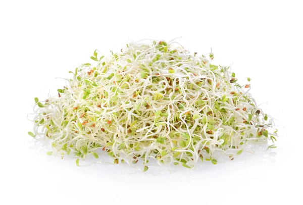 Alfalfa Sprout Белом Фоне — стоковое фото