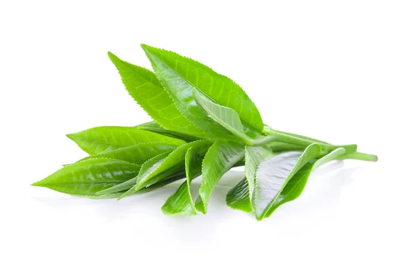 Greentea Blatt Isoliert Auf Weißem Hintergrund — Stockfoto