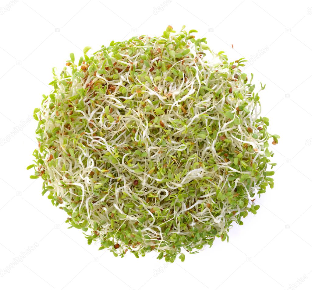 Alfalfa Sprout on white background