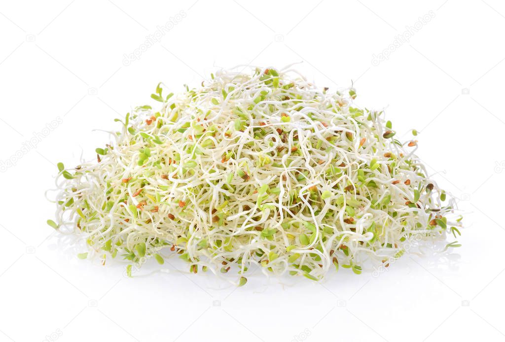 Alfalfa Sprout on white background