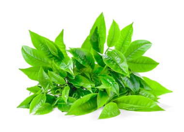 Beyaz arkaplanda izole çay yaprağı
