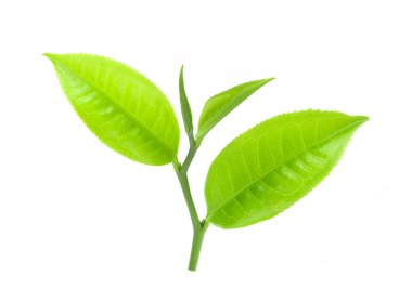 Beyaz arkaplanda izole çay yaprağı