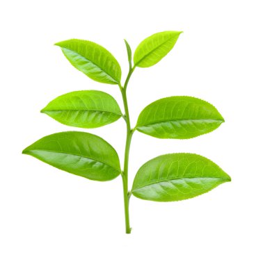 Beyaz arkaplanda çay yaprağı
