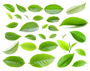  Beyaz arkaplanda izole çay yaprağı