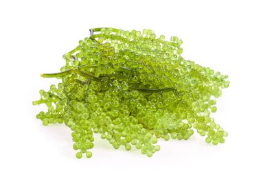 Deniz üzümleri (yeşil havyar) deniz yosunu