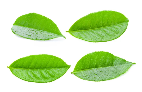 Liście Herbaty Kroplami Izolowane Białym Tle — Zdjęcie stockowe