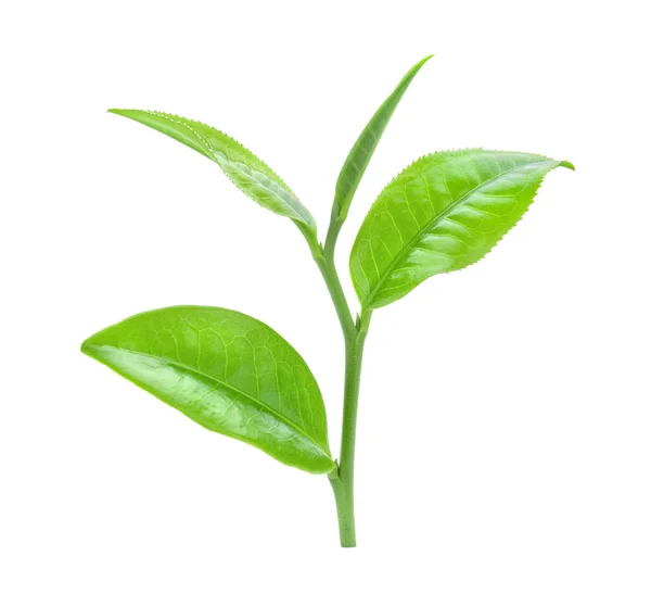 Liść Herbaty Izolowany Białym Tle — Zdjęcie stockowe